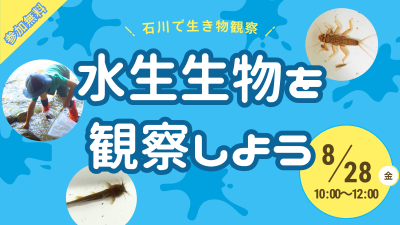 水生生物を観察しよう！