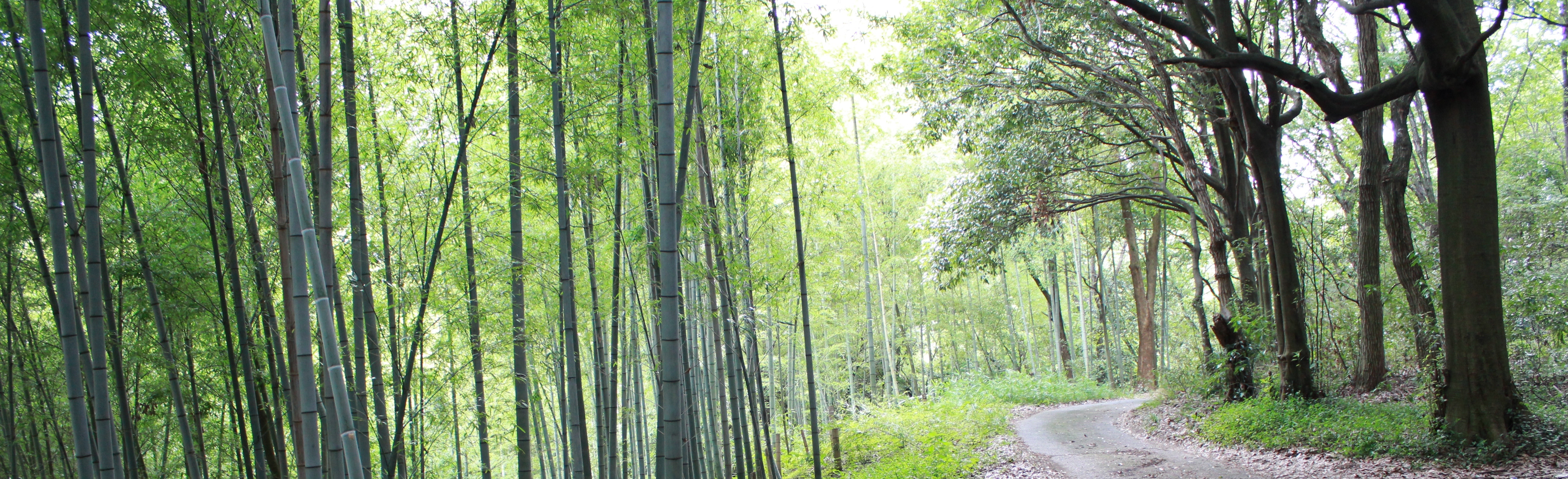 日本遺産のまち　かわちながの